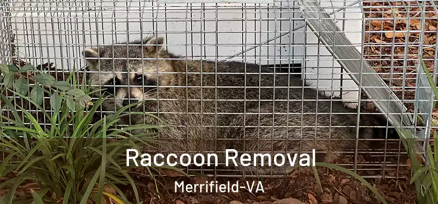 Raccoon Removal Merrifield-VA
