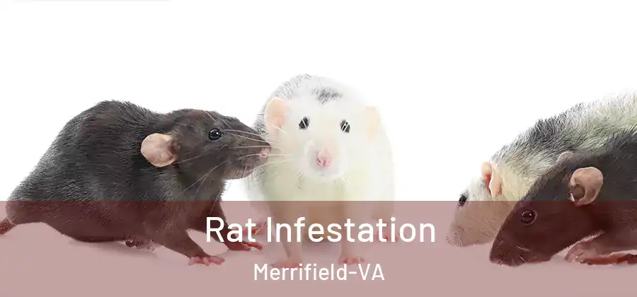  Rat Infestation Merrifield-VA