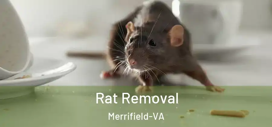 Rat Removal Merrifield-VA