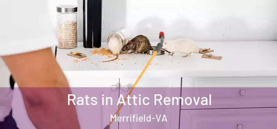 Rats in Attic Removal Merrifield-VA