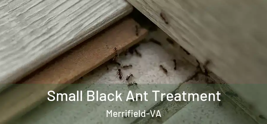 Small Black Ant Treatment Merrifield-VA