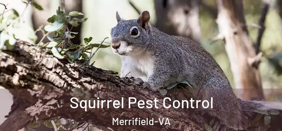 Squirrel Pest Control Merrifield-VA