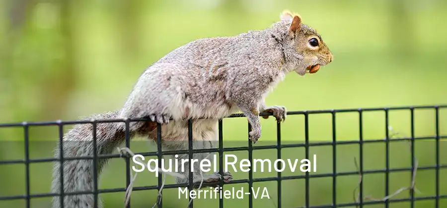 Squirrel Removal Merrifield-VA