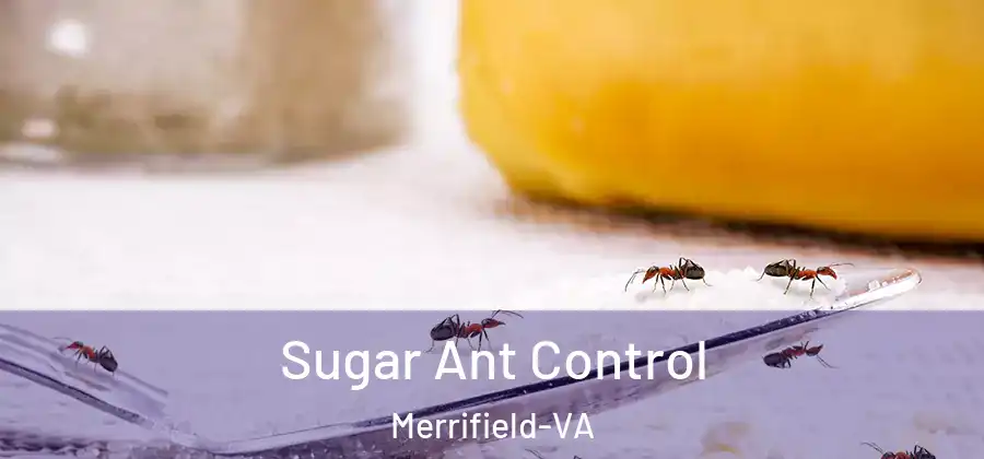 Sugar Ant Control Merrifield-VA