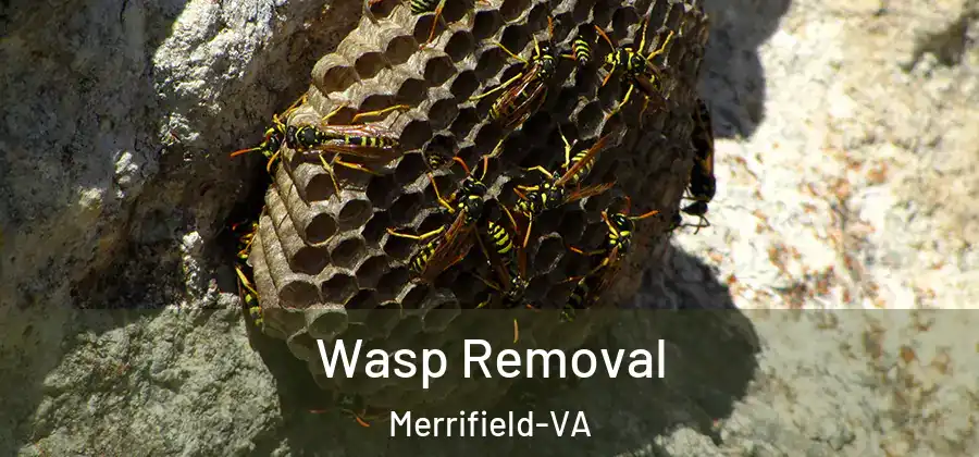Wasp Removal Merrifield-VA